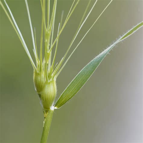 Aegilops Geniculata 花言葉，毒性，よくある質問 Picturethis