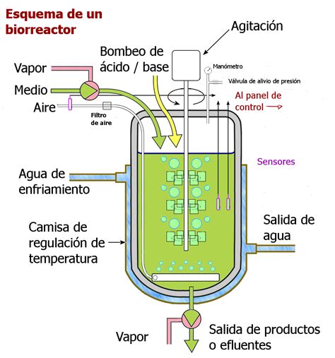 Biorreactores Que Es Un Biorreactor