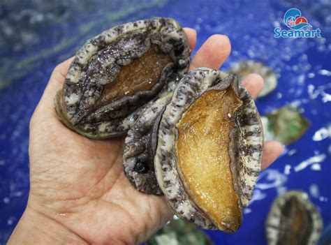 bao ngu bao nhieu tien kg gia bao ngu hom nay