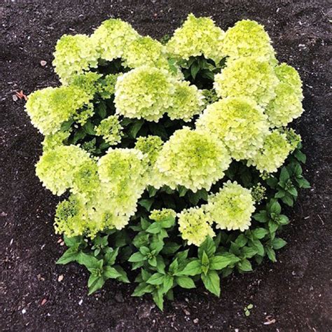 Гортензия метельчатая Саммер Бриз = Литтл Лайм Айс (Summer Breeze ...