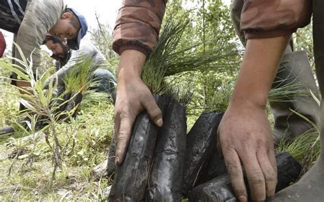 Cómo solicitar el programa Arboriza tu calle en Toluca te contamos