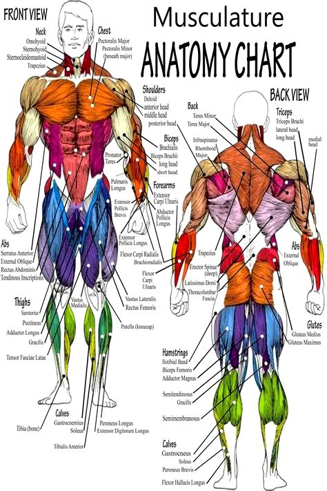 Body Muscle Anatomy Chart Human Anatomy Body Poster Ver 2 - Etsy Canada