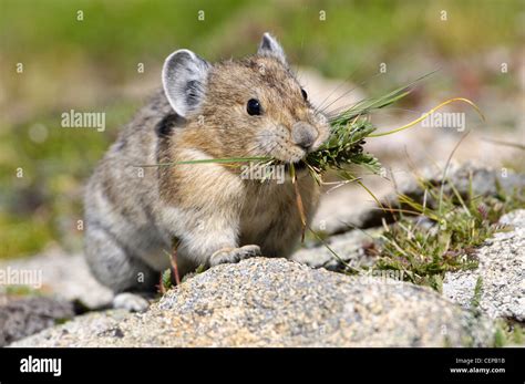 Mammal Pika Colorado United States Hi Res Stock Photography And Images