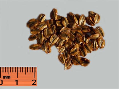 Секвойядендрон гигантский семена - красивые картинки и обои на рабочий стол