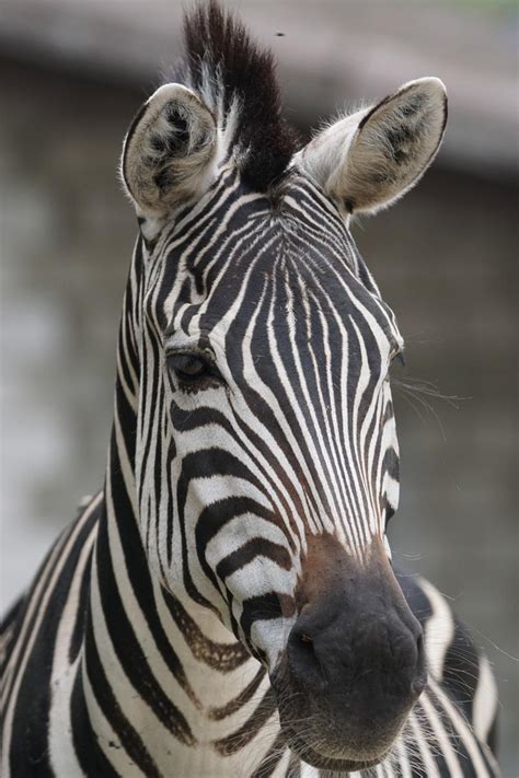 Фотообои Морда зебры на заказ любой размер, код:2234 | ЭкоПринт