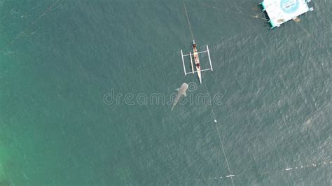 Aerial View Of Whale Sharks Playing With Tourists On The Boat Stock