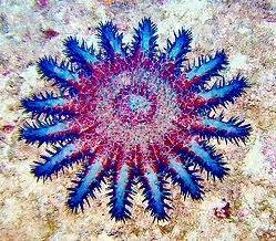 1000+ images about CROWN OF THORNS STARFISH on Pinterest