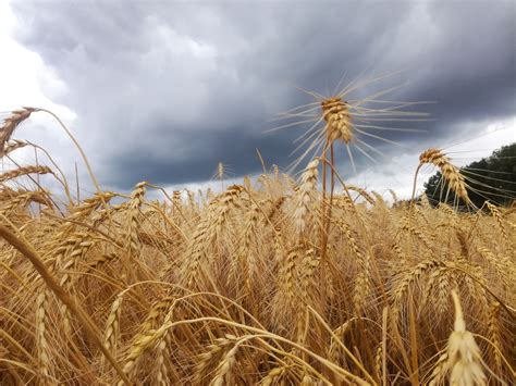 Пред грозой | Пикабу