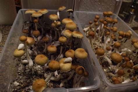 B+ Cubensis Second flush, im the biggest bird : r/shroomers