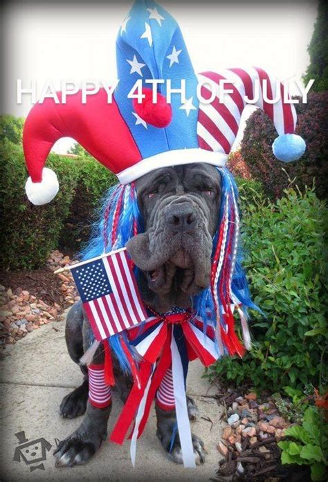 Happy 4th Of July Animals Being Funny 🇺🇸 Ranimalsbeingfunny
