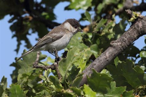 СИНИЦЕВЫЕ (Paridae): spinyful — LiveJournal