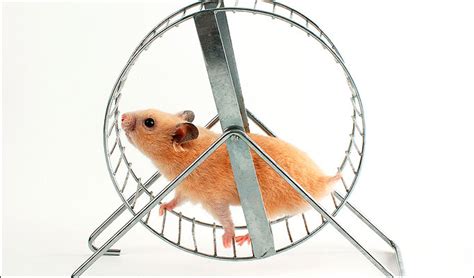 Hamster On A Wheel Vevmo