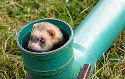 33 Cute Ferret Photos You Need to See | Reader's Digest
