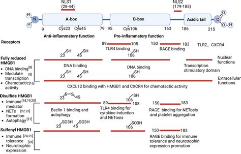 Structure Function And Redox Properties Of Hmgb Hmgb Includes