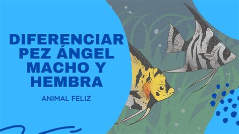 ️ Como Diferenciar Pez Ángel Macho Y Hembra Aprende A Identificar El