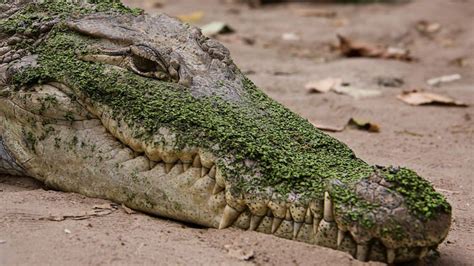While crocodiles usually eat 50 or more full meals each year they can