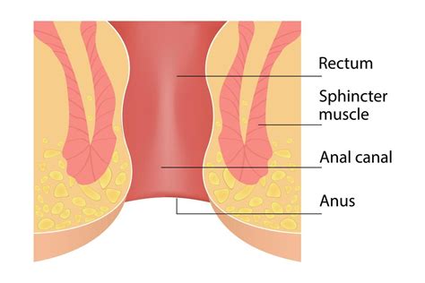 Structure Of The Anus Cross Section Of The Rectum And Anal Canal 49640267 Vector Art At Vecteezy