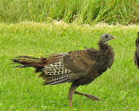 Adolescent Wild Turkey Lux Et Veritas Flickr