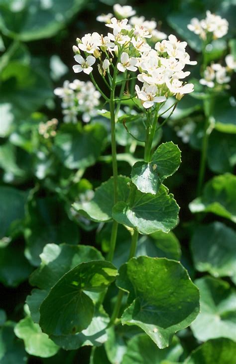 Flower Gallery :: Cruciferae :: 562_04