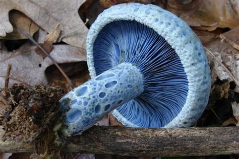 10 Beautiful And Special Mushrooms From Around The World Boglar Champ