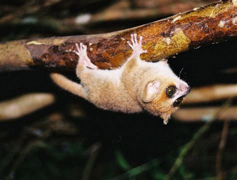 Rufous Mouse Lemur In December By Vproenca Inaturalist