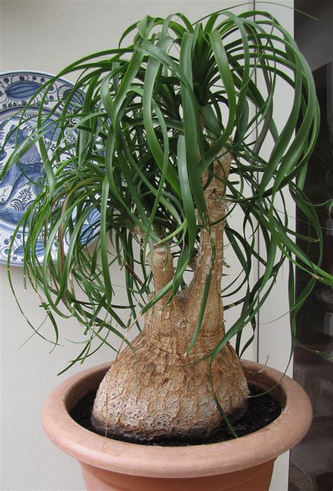 Beaucarnea (Nolina) recurvata | Plants, Flowers perennials, Succulents ...