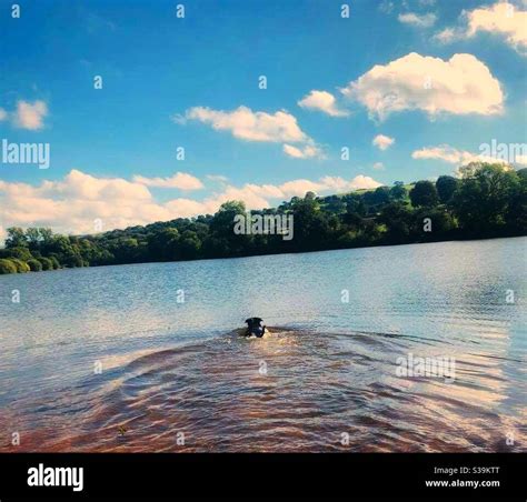 Dog swimming in lake Stock Photo - Alamy