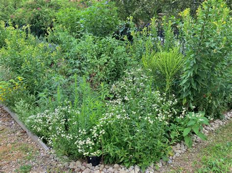 Philadelphia's Native Plants