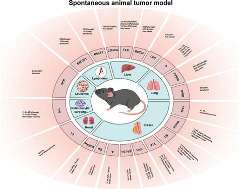 Frontiers Experimental Mouse Models For Translational Human Cancer