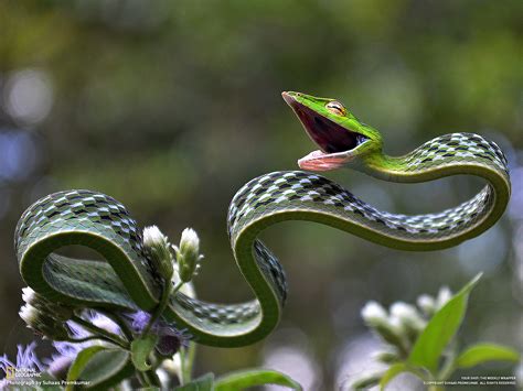 One Of The Most Beautiful Snakes Rocking Fundas
