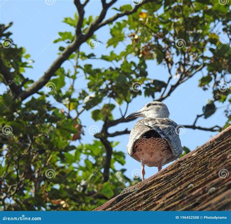 Baby Bird Seagull Fledgling on Rooftop House Roof Country Birds Pets