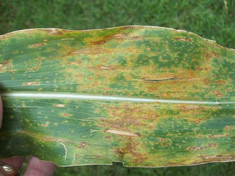 Pay for Your Fungicide in January! | Farmers Cooperative Society