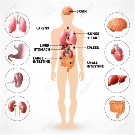 değer iyi asfaltlama organos vitales del cuerpo humano arkaik şampanya