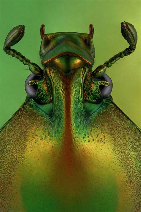 Man Turns His Fear of Bugs Into an Award-Winning Career as a Macro