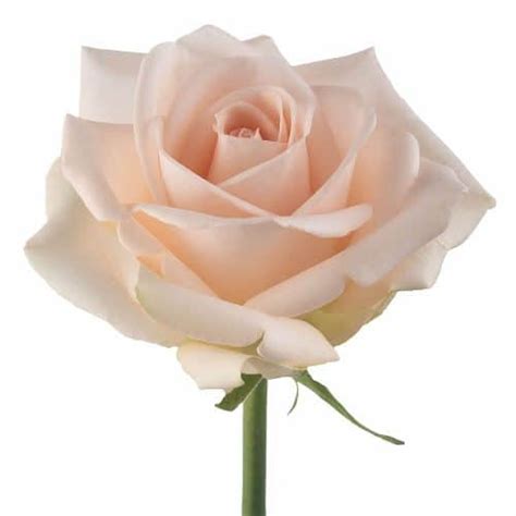 Peach Roses - buy wholesale flowers - JR Roses