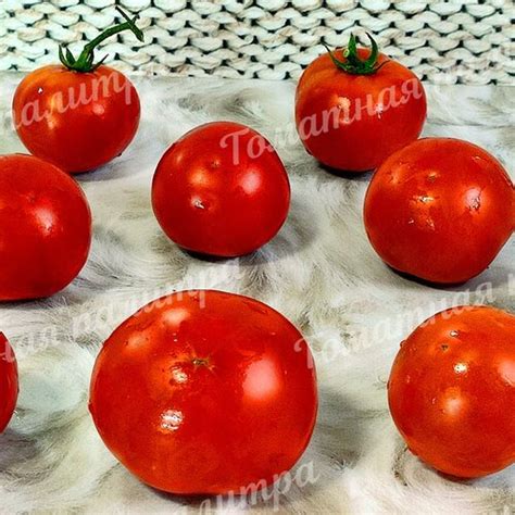 Томатная палитра - Редкие коллекционные, экзотические и старинные сорта ...