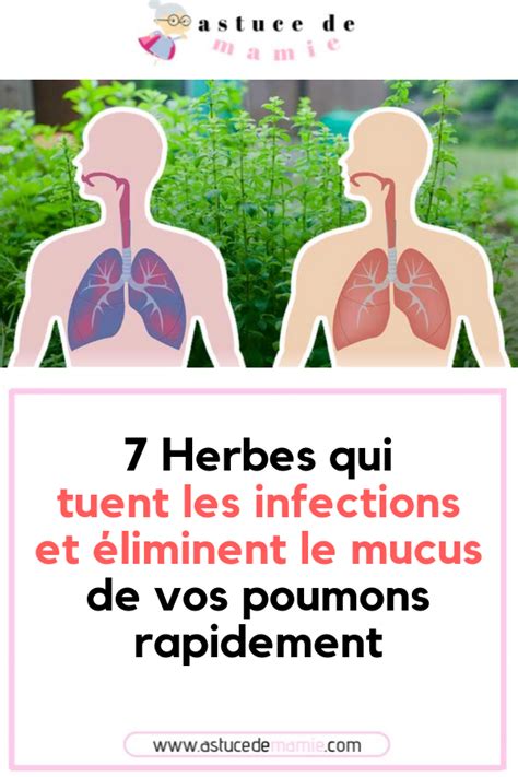 7 Herbes qui tueront les infections et élimineront le mucus de vos