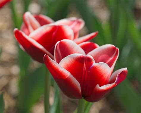 Download Flowers Tulips Spring Royalty Free Stock Illustration Image