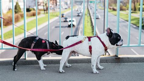 Why does your dog always sniff other pooch's butts? Learn the ...