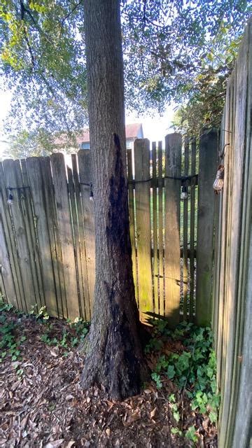 Bleeding Spots Canker On Oak Trunk Walter Reeves The Georgia Gardener