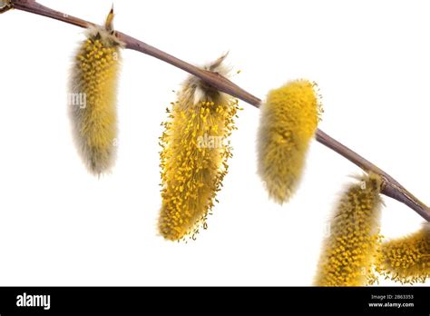 Spring Branch Of Pussy Willow Salix Acutifolia With Yellow Catkins Isolated On White