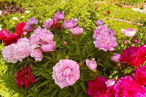 Пион Сара Бернар - Sarah Bernard - Купить саженцы