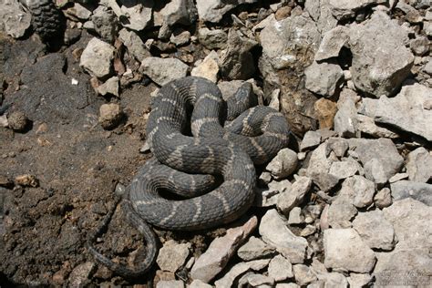 Northern Watersnake Pa Herp Identification