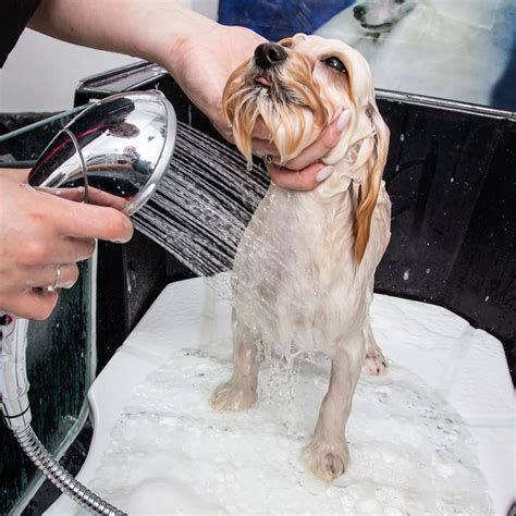 Груминг собак: что это такое, что включает, для чего нужен, где и как ...