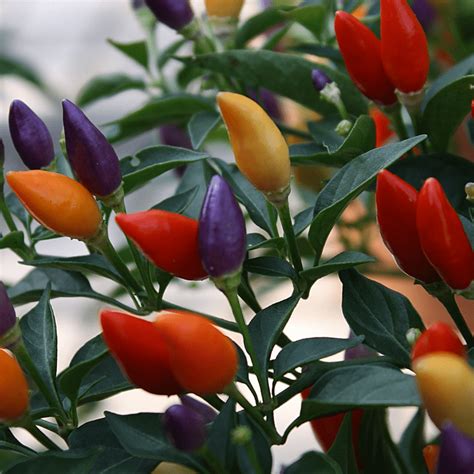 Chinese Five Color Hot Pepper Fruition Seeds