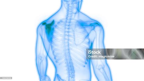 anatomi sendi tulang sistem kerangka manusia foto stok  gambar