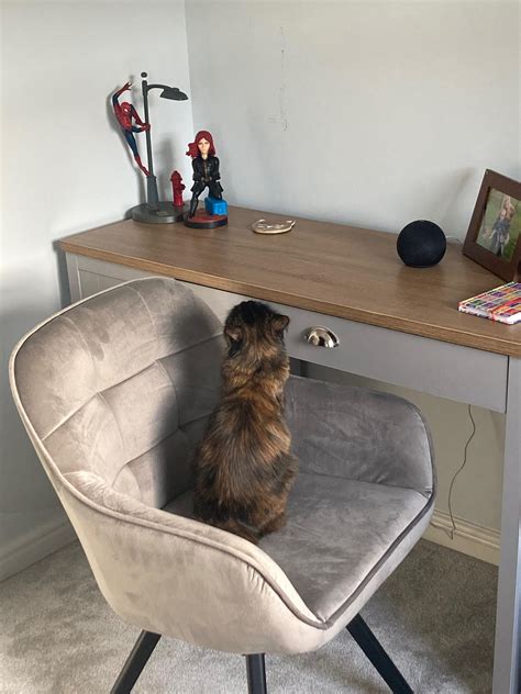 Free legal advice : r/legalcatadvice