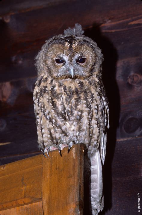 Chouette Hulotte Strix Aluco Tawny Owl Waldkauz Site De Test