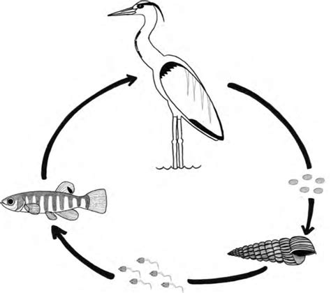 Life Cycle Of Euhaplorchis Californiensis The Eggs Of E Download