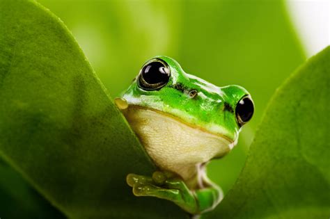 New gene-editing kit puts the power of frog growth into citizen